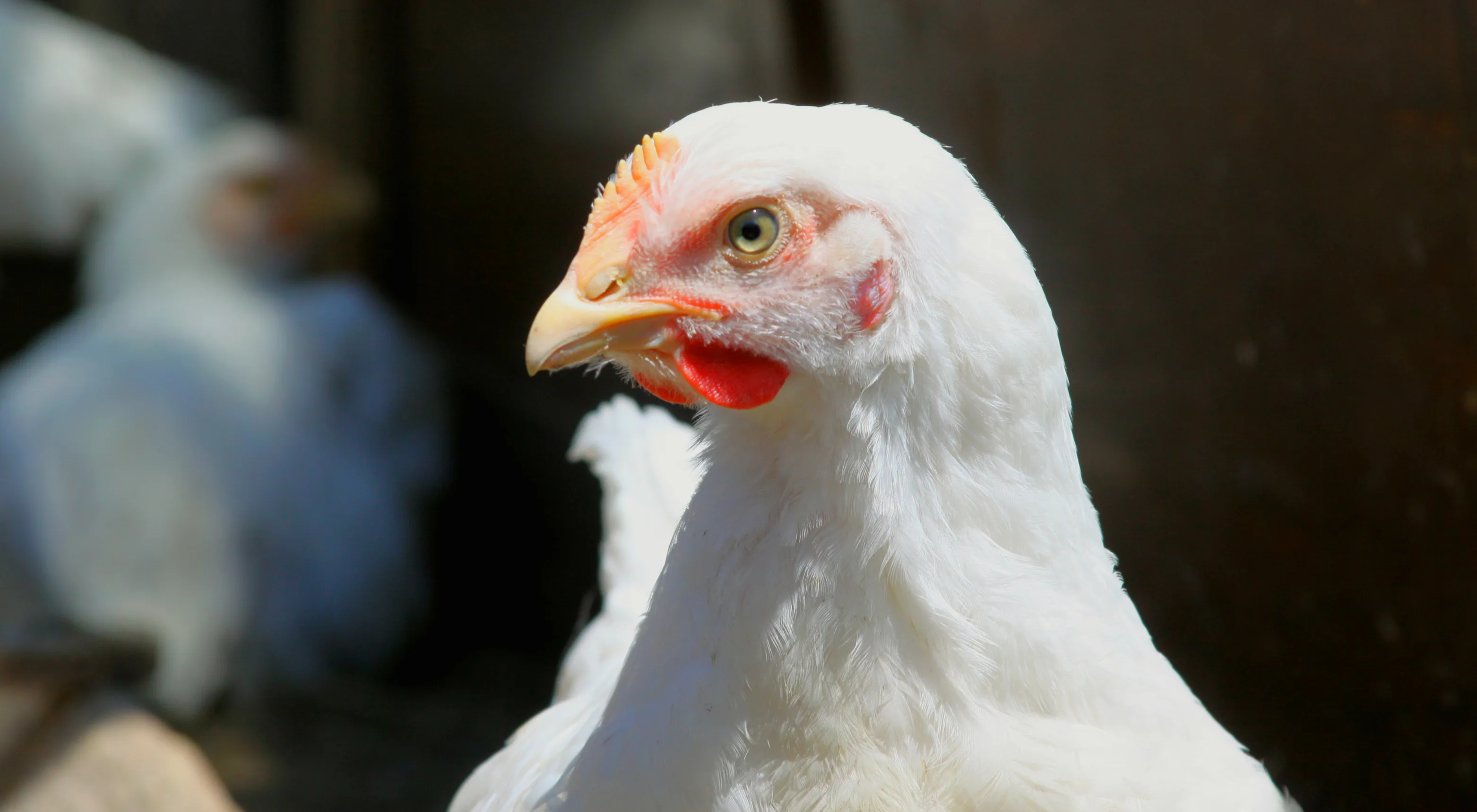 Broiler farming