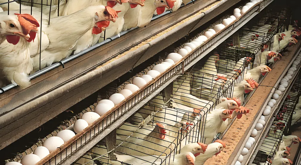 Layer farming