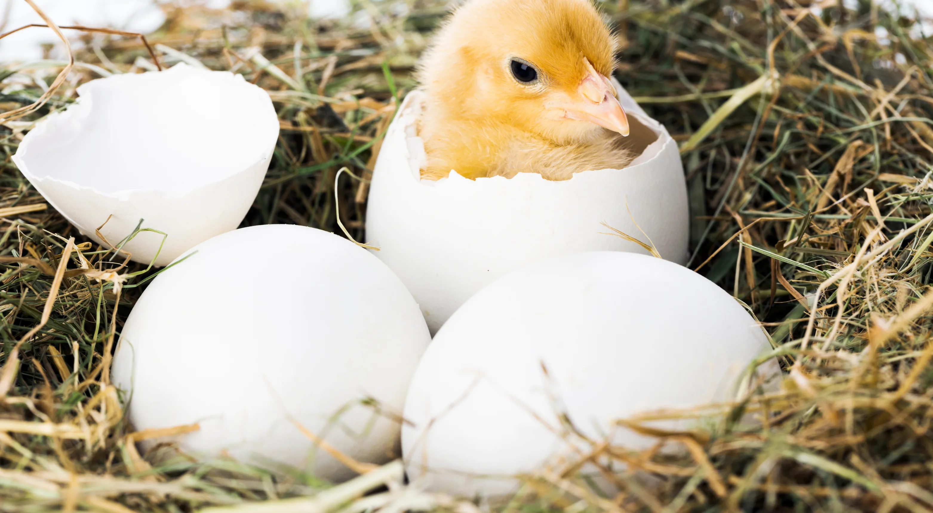 Hatching eggs