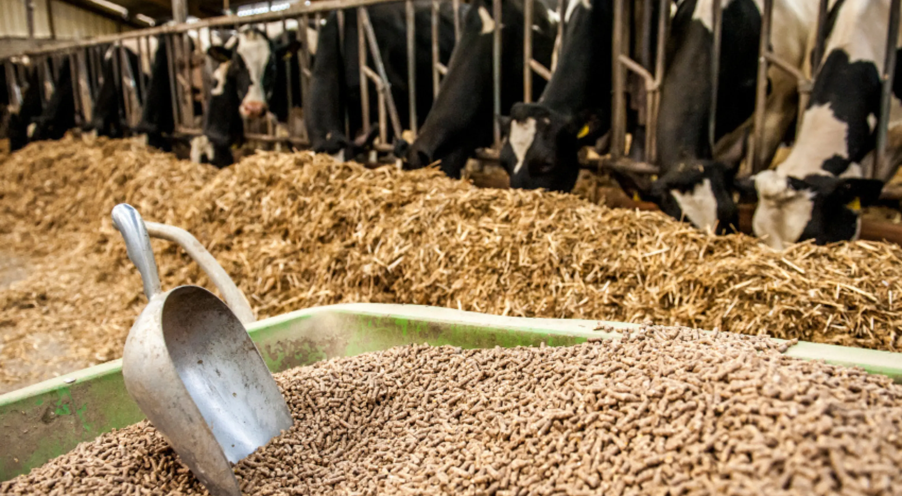 Poultry and cattle feed
