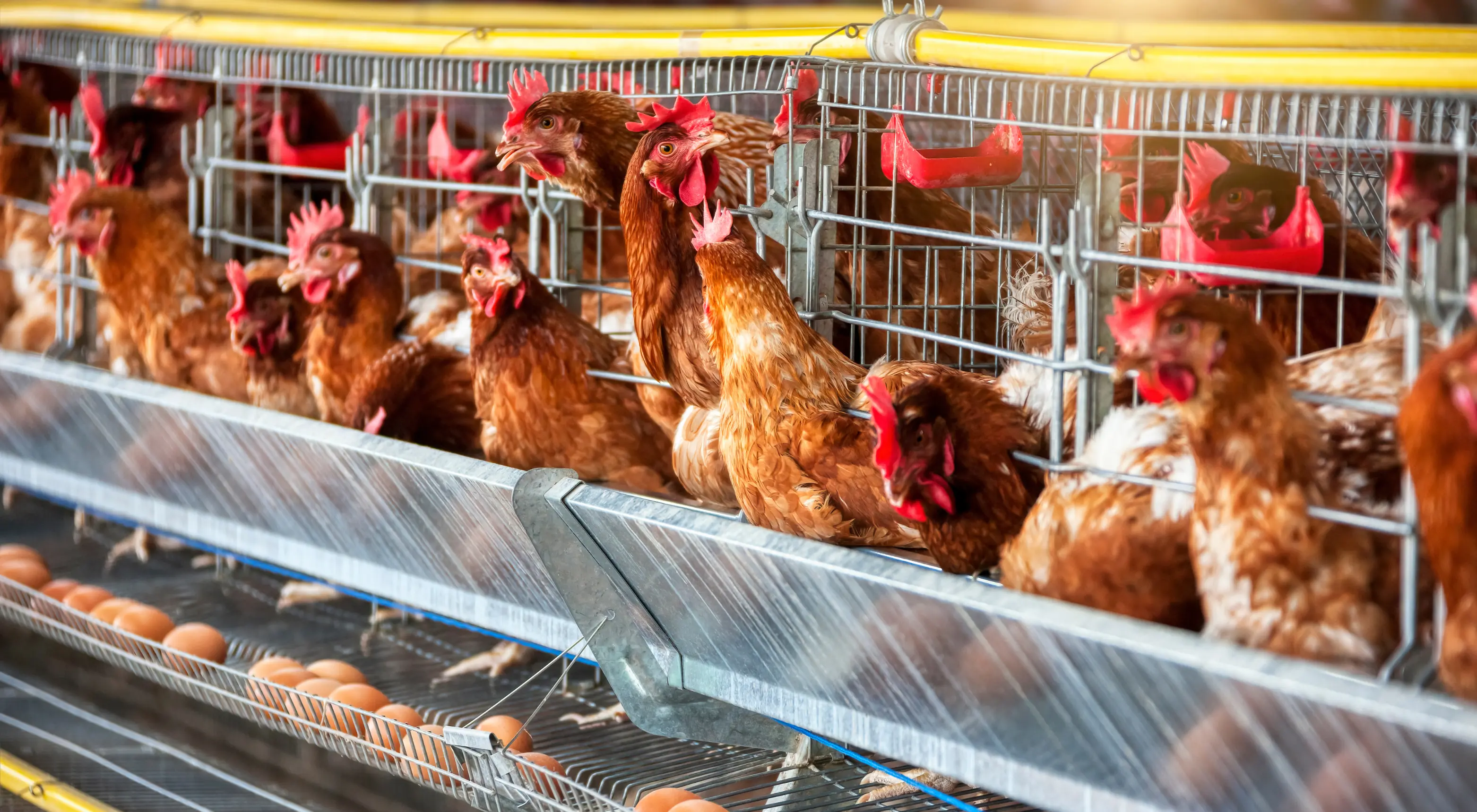 Trusted nationwide poultry supply