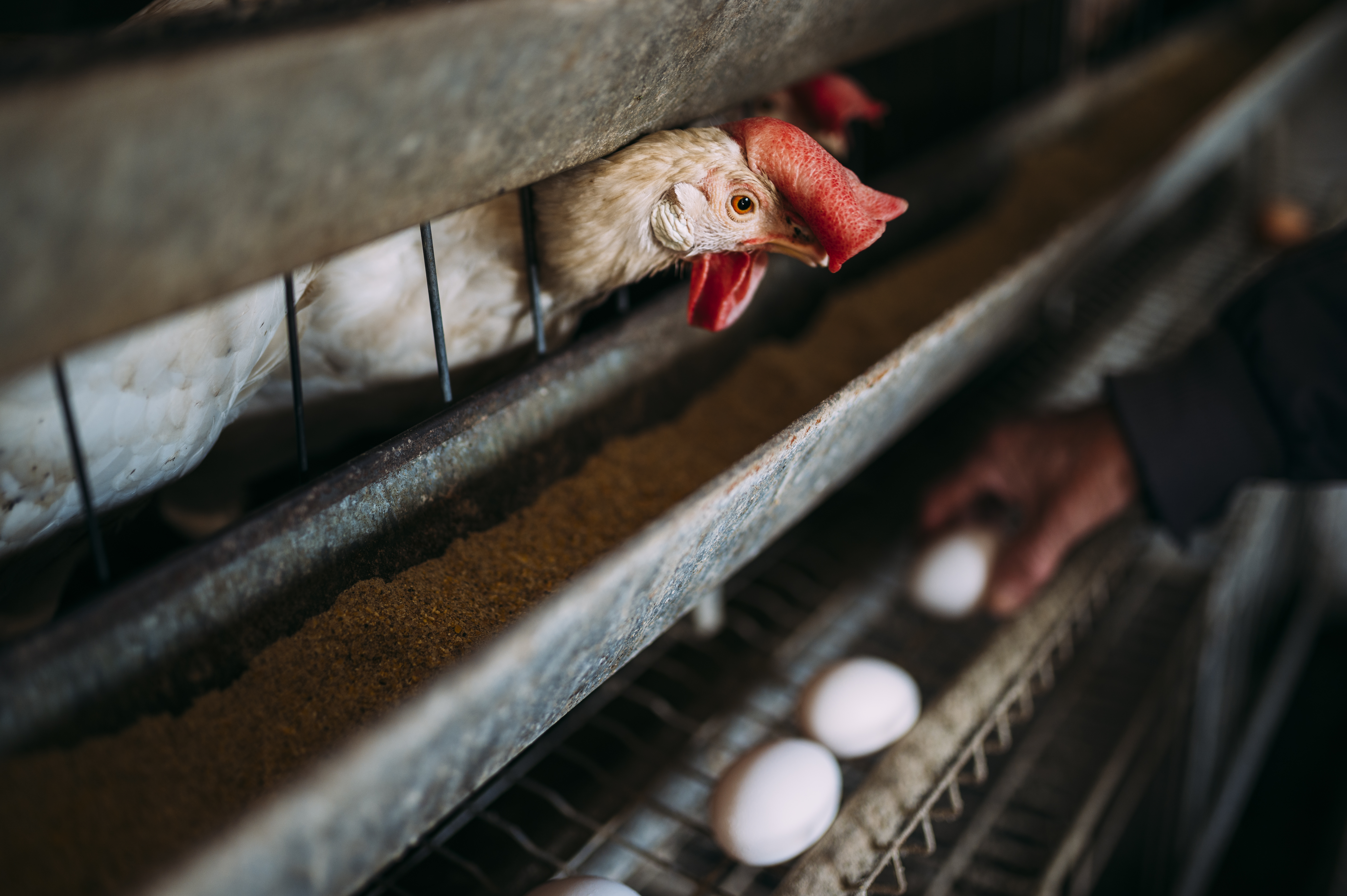 Fresh farm eggs