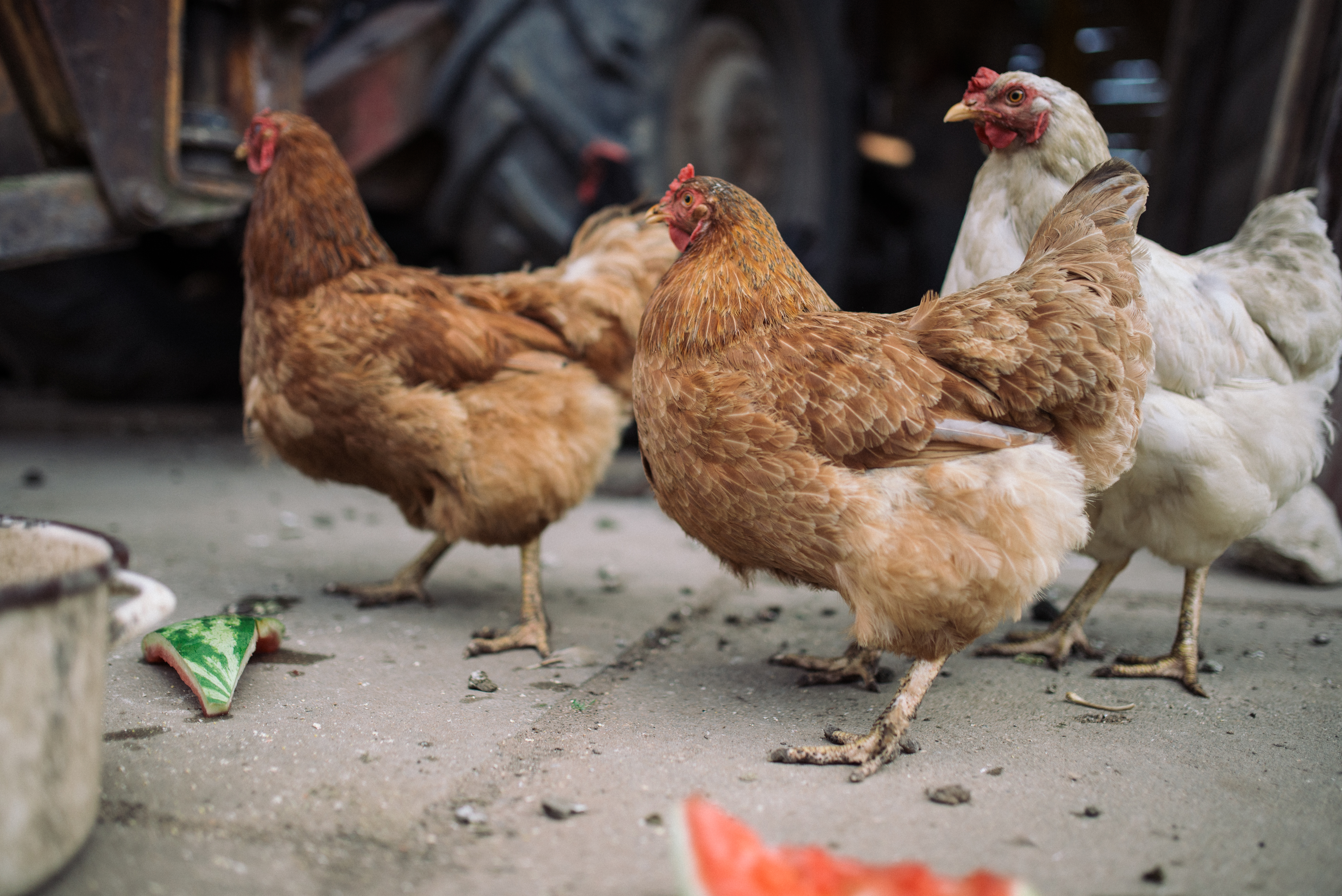 Healthy flock at AVH Healthcare