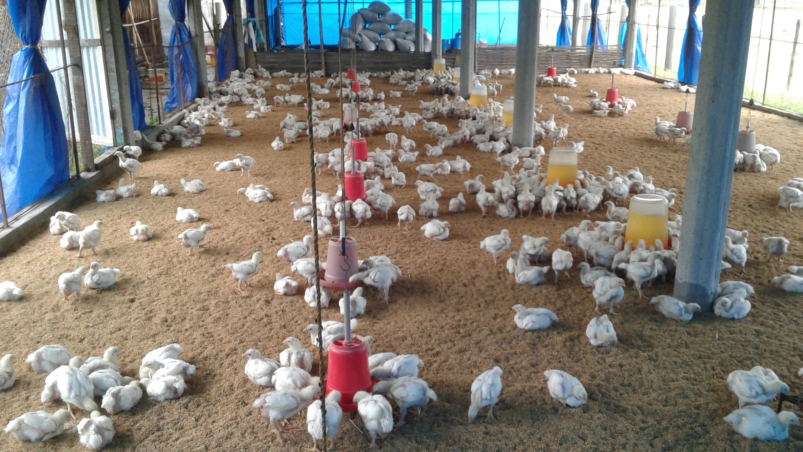 Hatchery